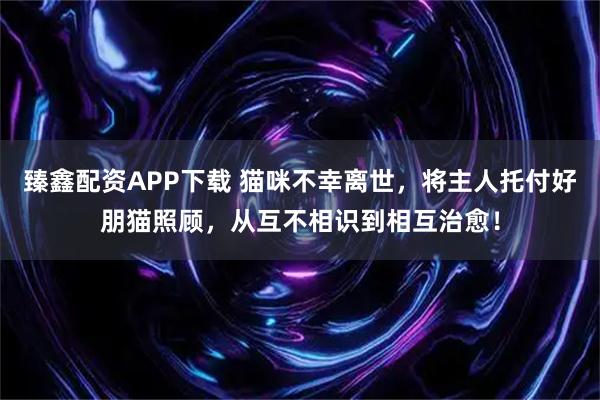 臻鑫配资APP下载 猫咪不幸离世，将主人托付好朋猫照顾，从互不相识到相互治愈！
